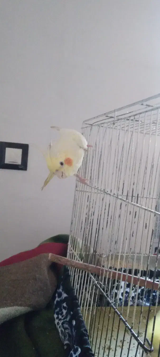 عروس هلندی ماده|پرنده|عجب شیر, |دیوار