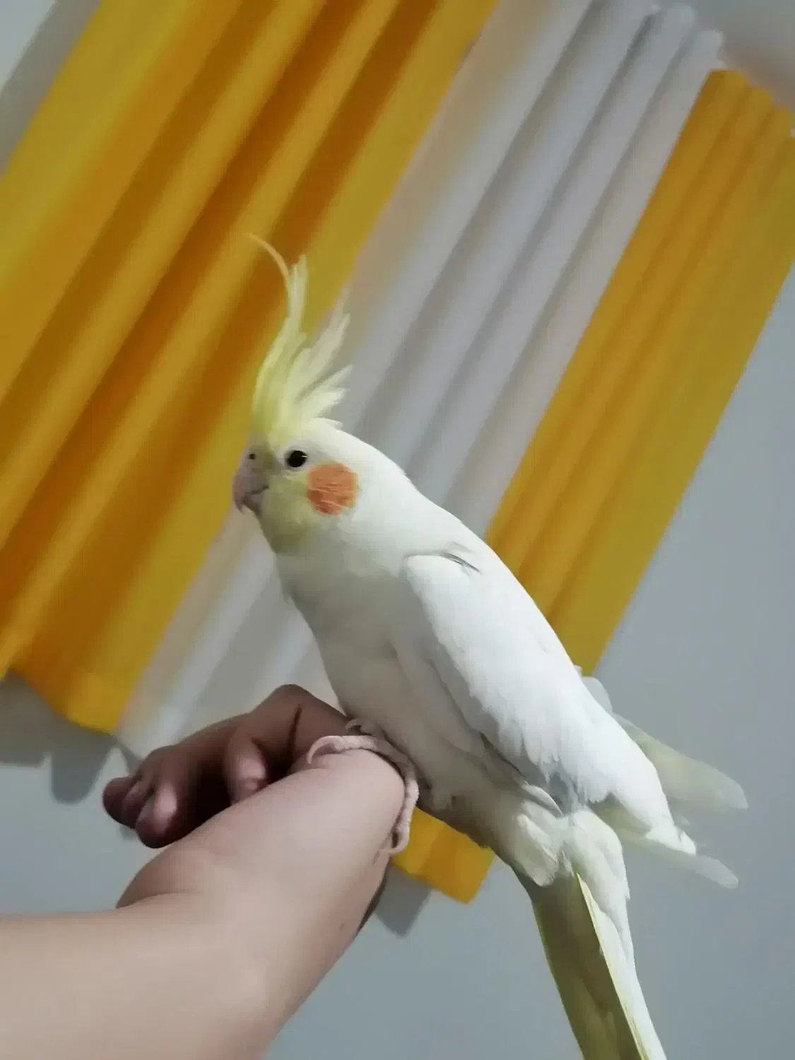 عروس هلندی لوتینو|پرنده|برخوار, |دیوار