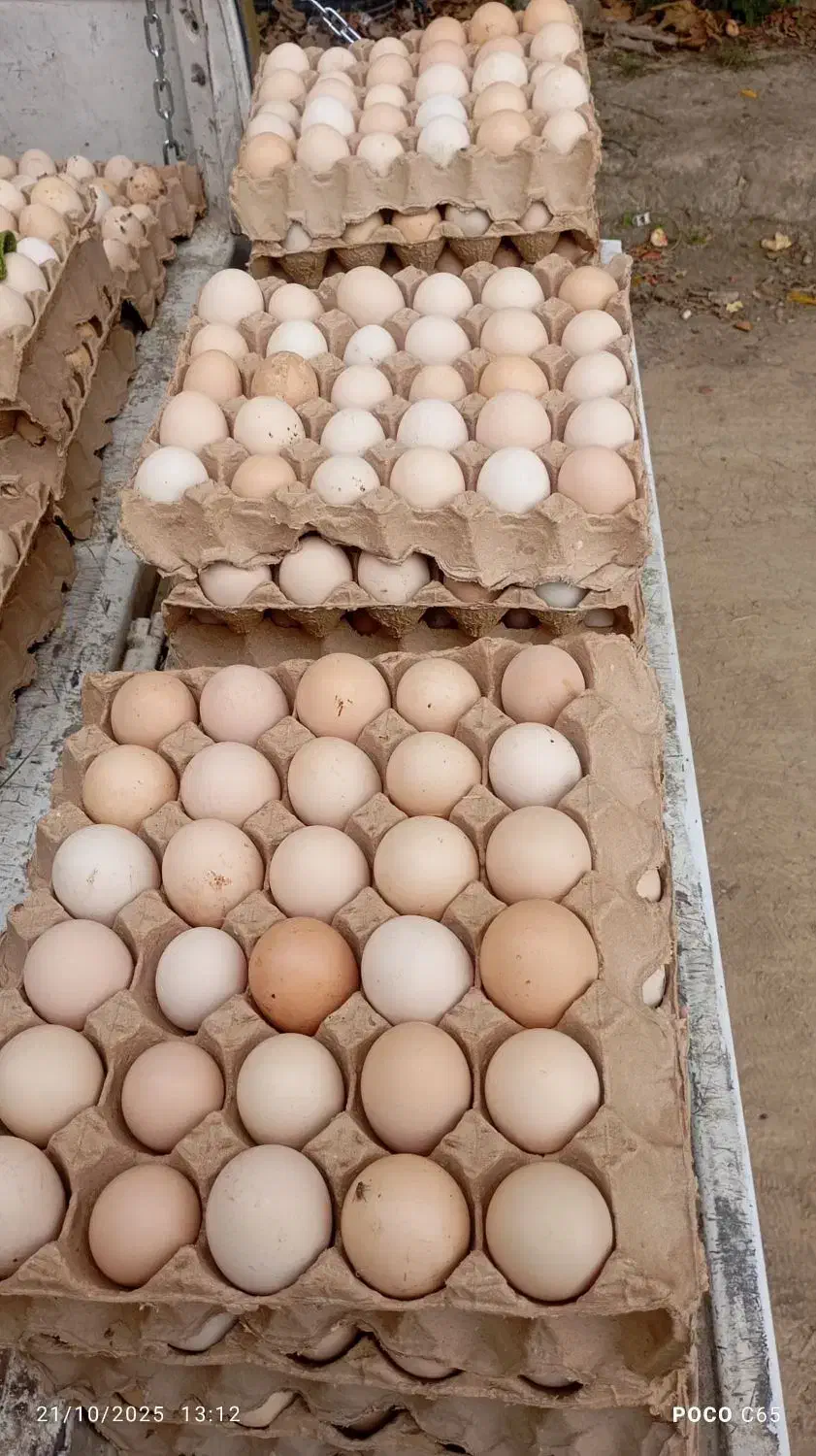 فروش تخم مرغ محلی|خوردنی و آشامیدنی|قائم‌شهر, |دیوار