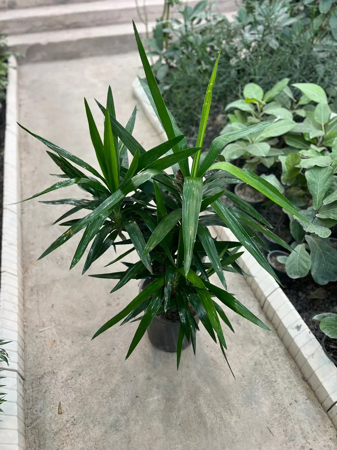 گل یوکا|گل و گیاه طبیعی|رشت, بیجارپس|دیوار