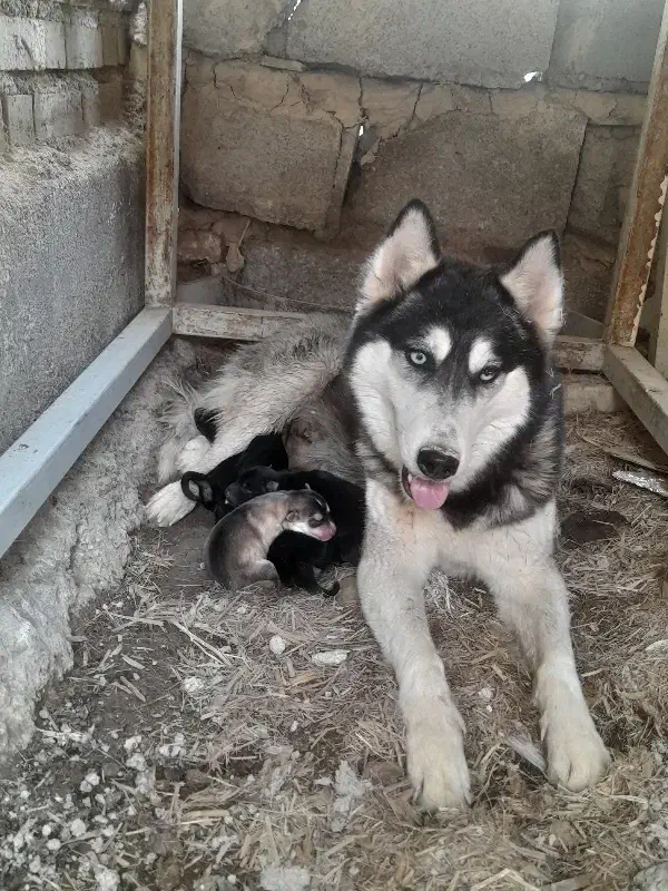سگ گمشده در شادگان روستای گیداری|سگ|شادگان, |دیوار