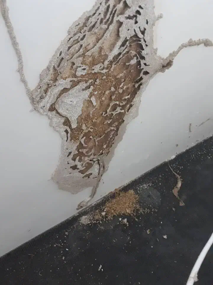 سمپاشی وموریانه زدایی باضمانت نامه کتبی|خدمات نظافت|بندر امام خمینی, |دیوار