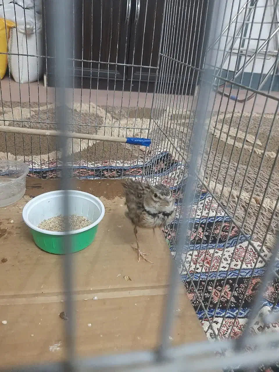 سهره خاکی|پرنده|قم, زنبیل آباد|دیوار