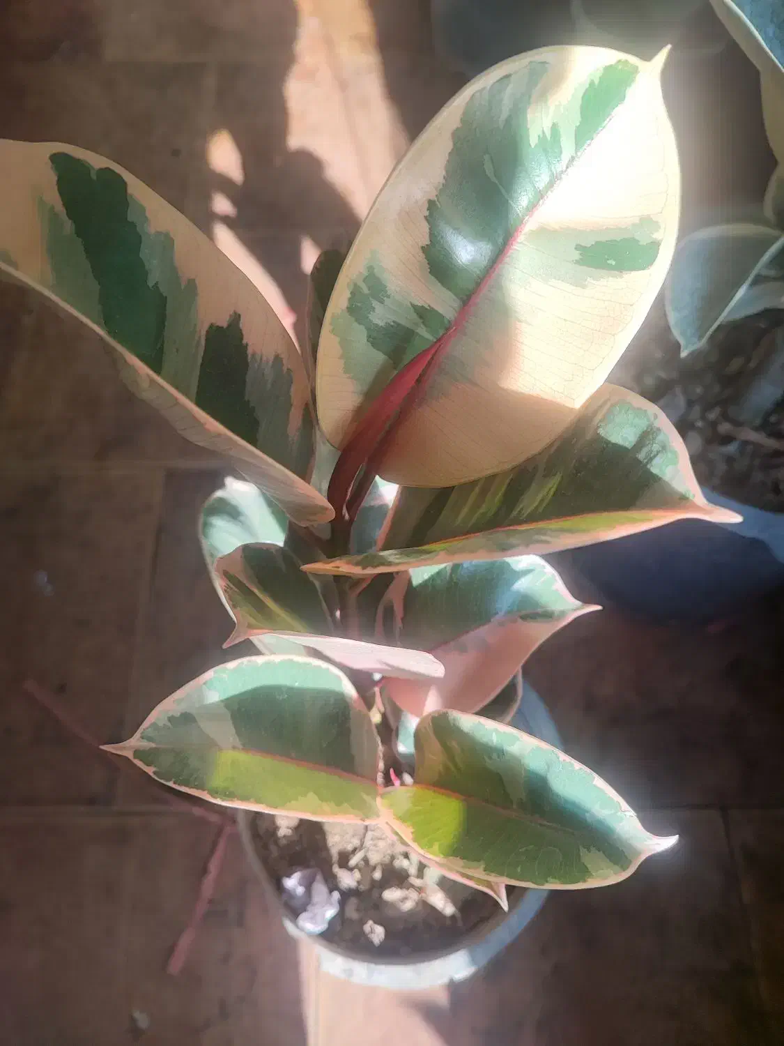 فیکوس هفتاد و پنج تمام کادویی شیک|گل و گیاه طبیعی|اصفهان, سرچشمه|دیوار