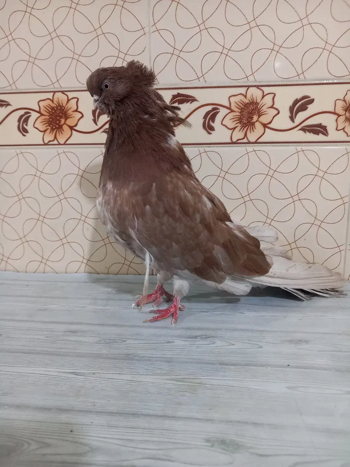 کبوتر سرور نو قنار ریز|پرنده|میانه, |دیوار