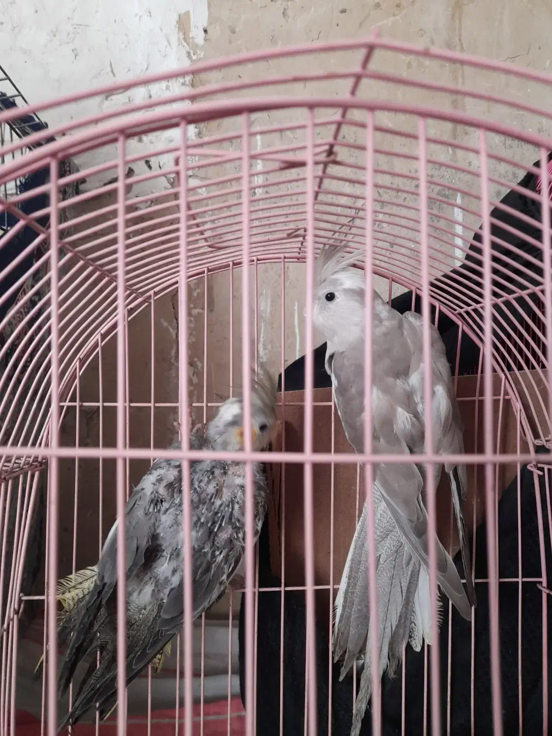 عروس هلندی|پرنده|گنبد کاووس, |دیوار