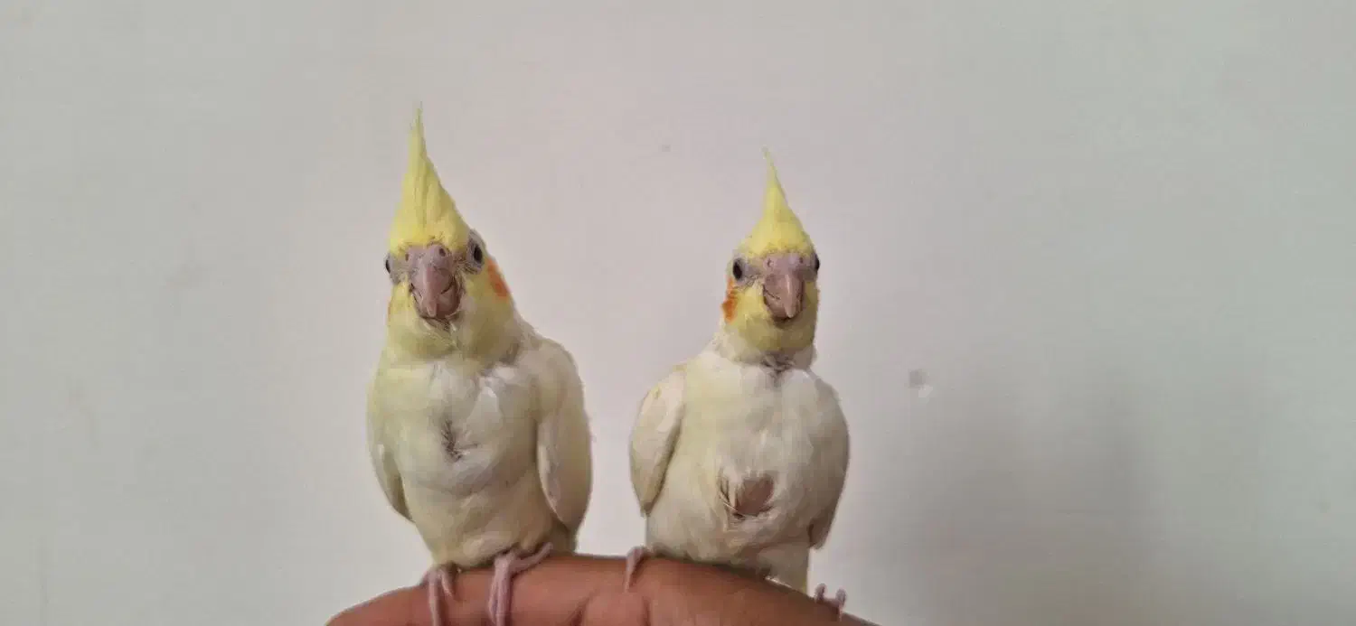 جوجه عروس هلندی|پرنده|چمران, |دیوار