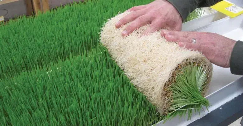 علوفه تازه ، خوراک دام ، علوفه هیدروپونیک|عمدهفروشی|شاندیز, |دیوار