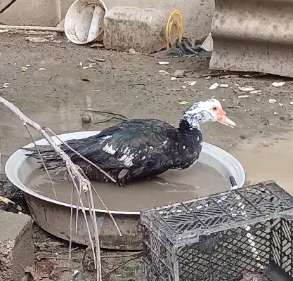 فروش اردک اسرائیلی در چالوس . هچیرود|حیوانات مزرعه|هچیرود, |دیوار