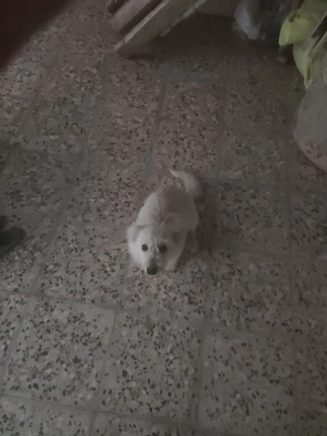 سگ پاپی،واگذاری،نره|سگ|نجفآباد, صالح آباد|دیوار