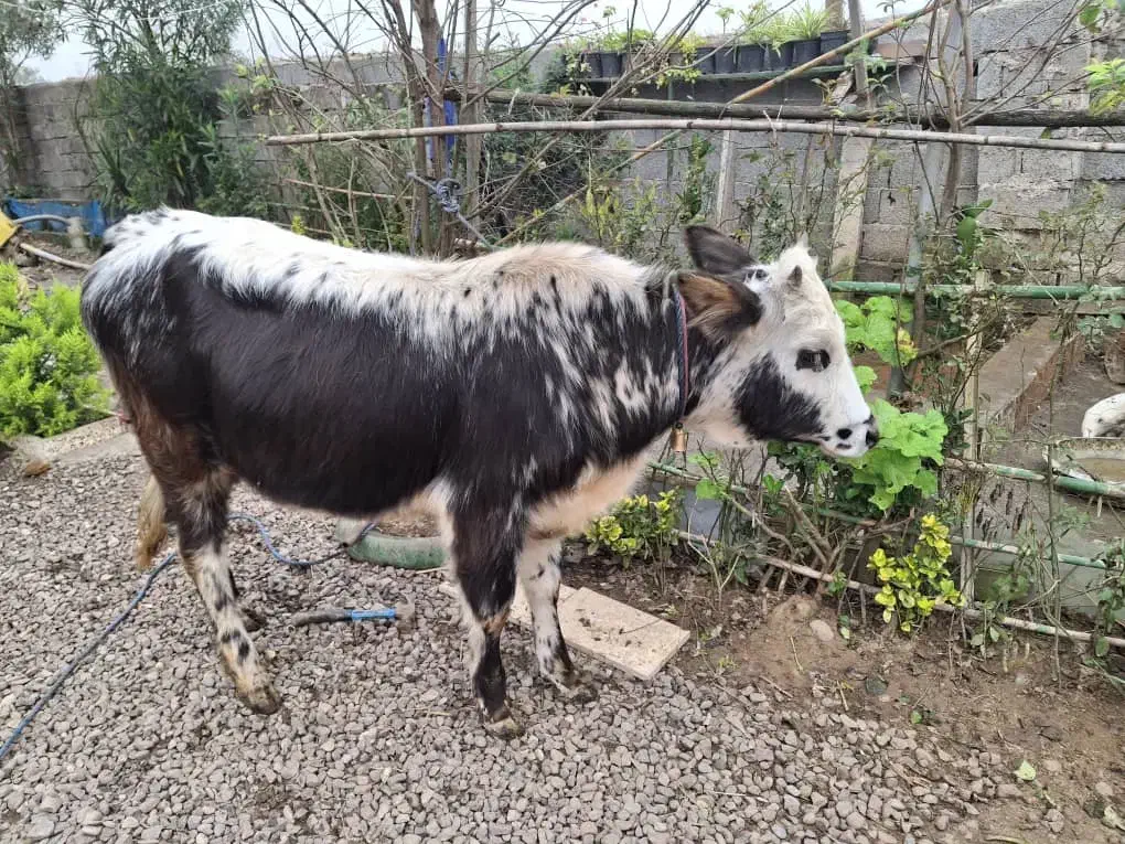 گاولیشه چالوسی ناف داردورگ|حیوانات مزرعه|رشت, خمیران زاهدان|دیوار