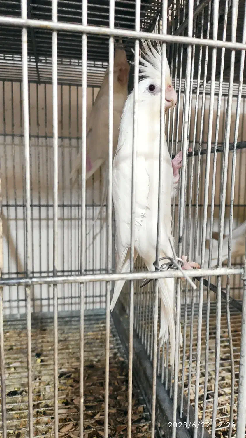 طوطی عروس البینو چشم قرمز|پرنده|کاشان, شهرک امیرالمومنین|دیوار