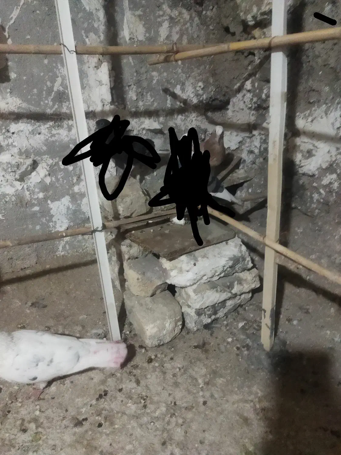 گمش|حیوانات|زابل, |دیوار