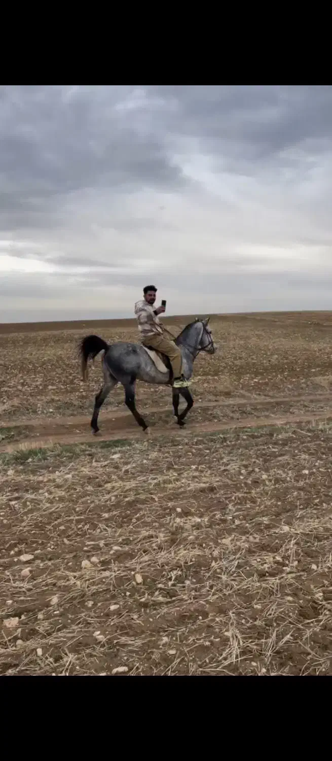 اسب|اسب و تجهیزات اسبسواری|بوکان, |دیوار