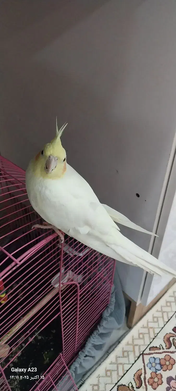 فروش دو عدد نر و ماده عروس پاریس با قفس و اتاق|پرنده|کارون, |دیوار