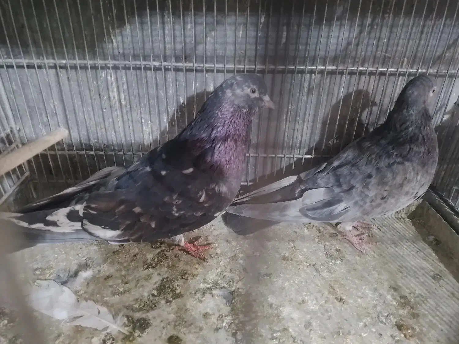 خ کبوتر پرشی|پرنده|بومهن, |دیوار