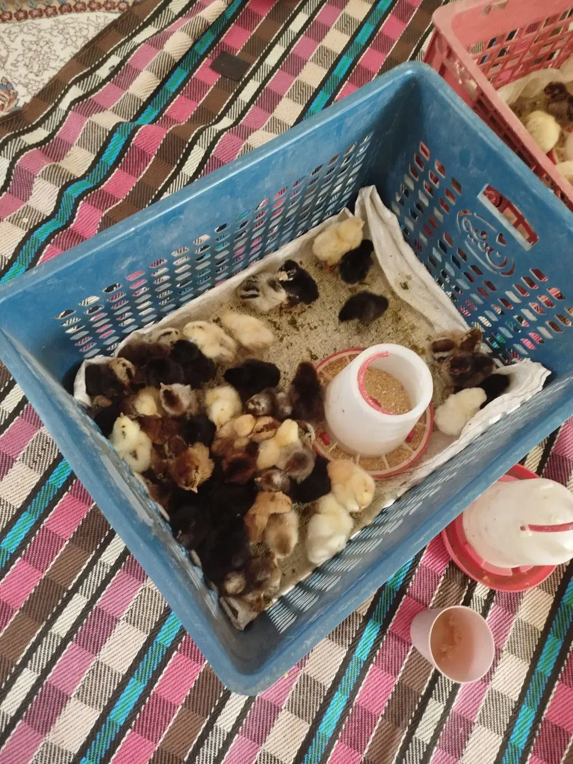 جوجه محلی اصل یک روزه|حیوانات مزرعه|یاسوج, |دیوار