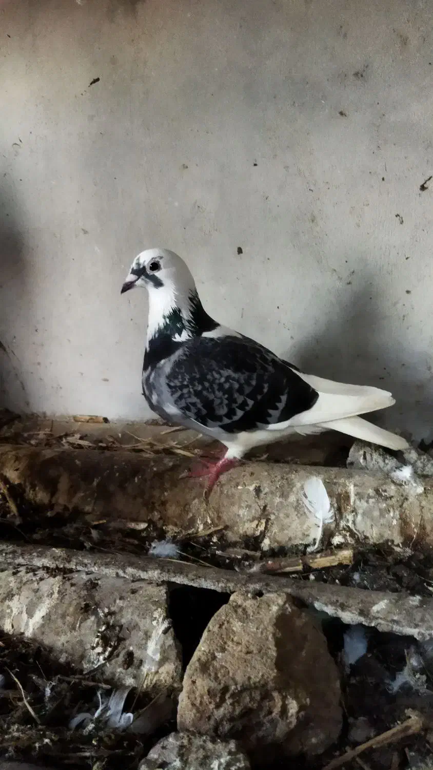 کبوتر ماده جان آردن مسافتی|پرنده|دابودشت, |دیوار