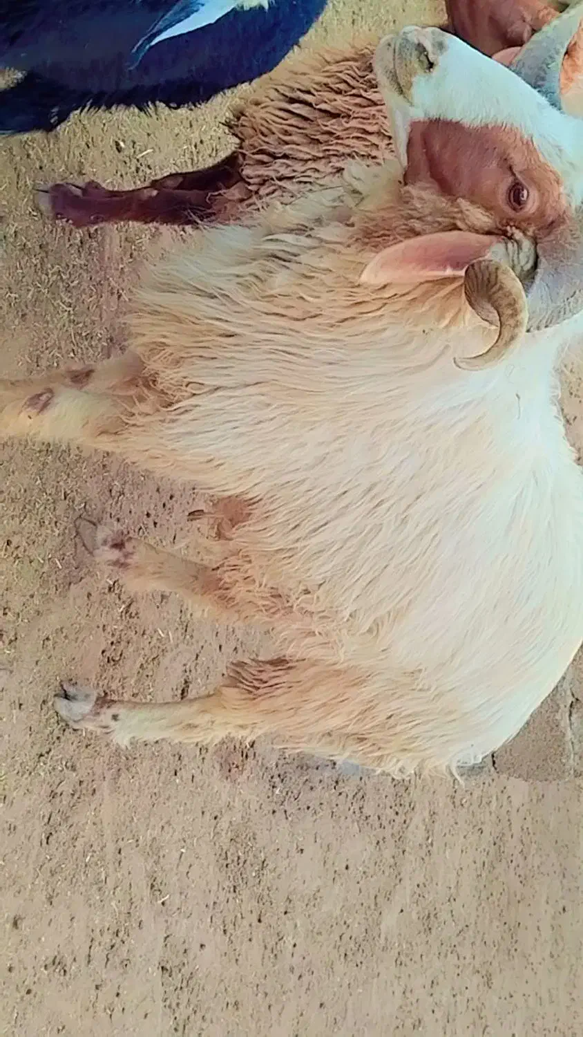 قوچ|حیوانات مزرعه|امیدیه, |دیوار