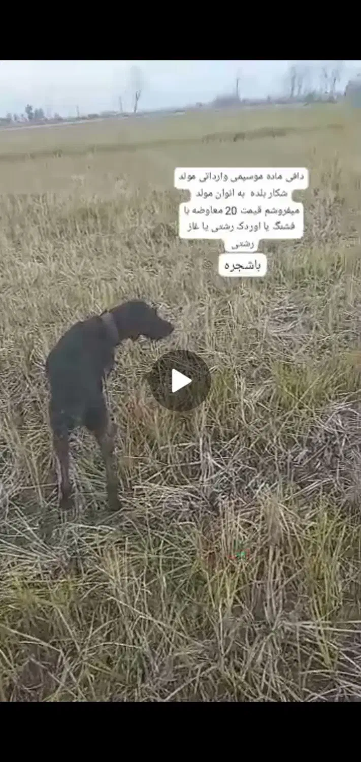 سگ شکاری وارداتی ماده|سگ|دابودشت, |دیوار