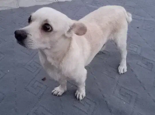 سگ نر پاکوتاه|سگ|داراب, |دیوار