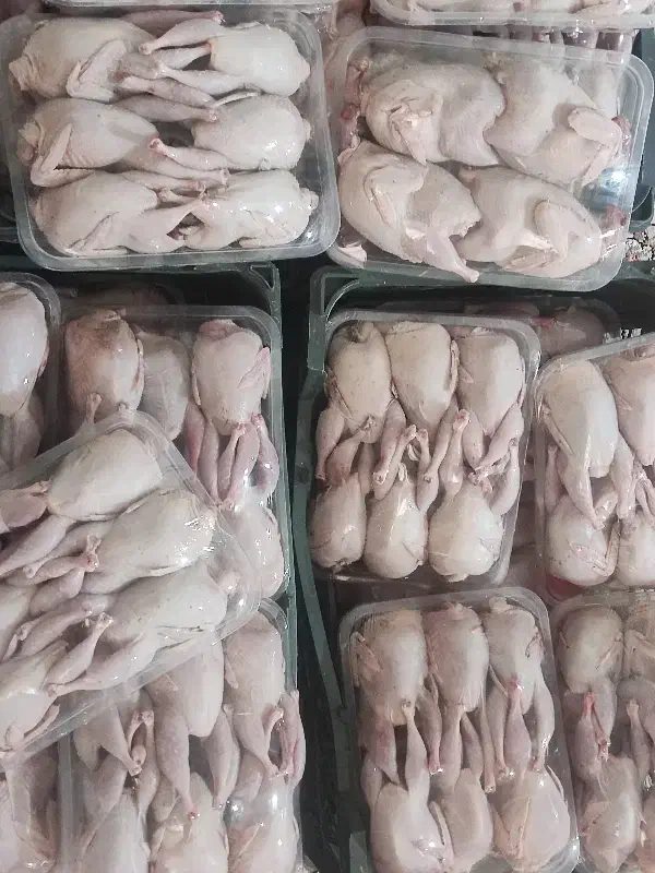 گوشت تازه بلدرچین کشتار روز|حیوانات مزرعه|مشهد, نیزه|دیوار