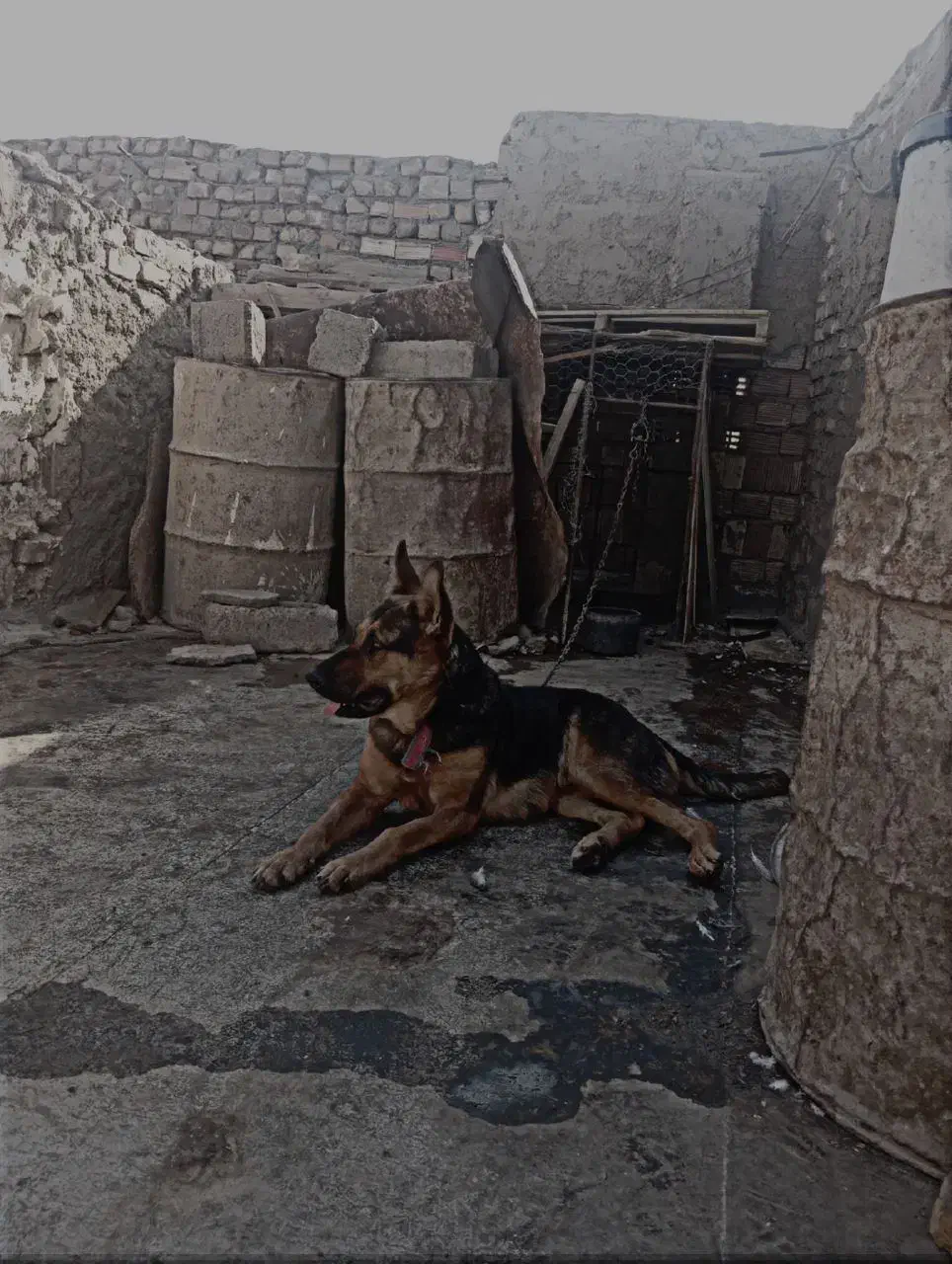 سلام یک جفت نر وماده ژرمن|سگ|زابل, |دیوار