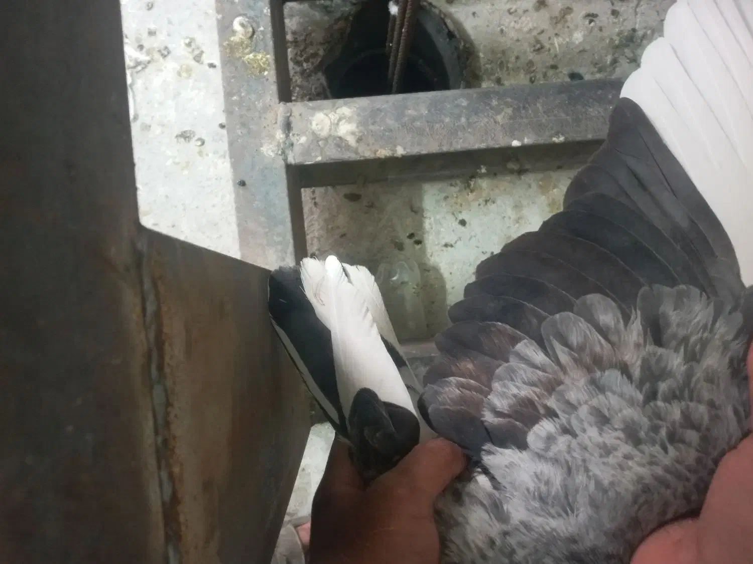 کفتر پشت دار اطلسی|پرنده|ورامین, خیر آباد|دیوار