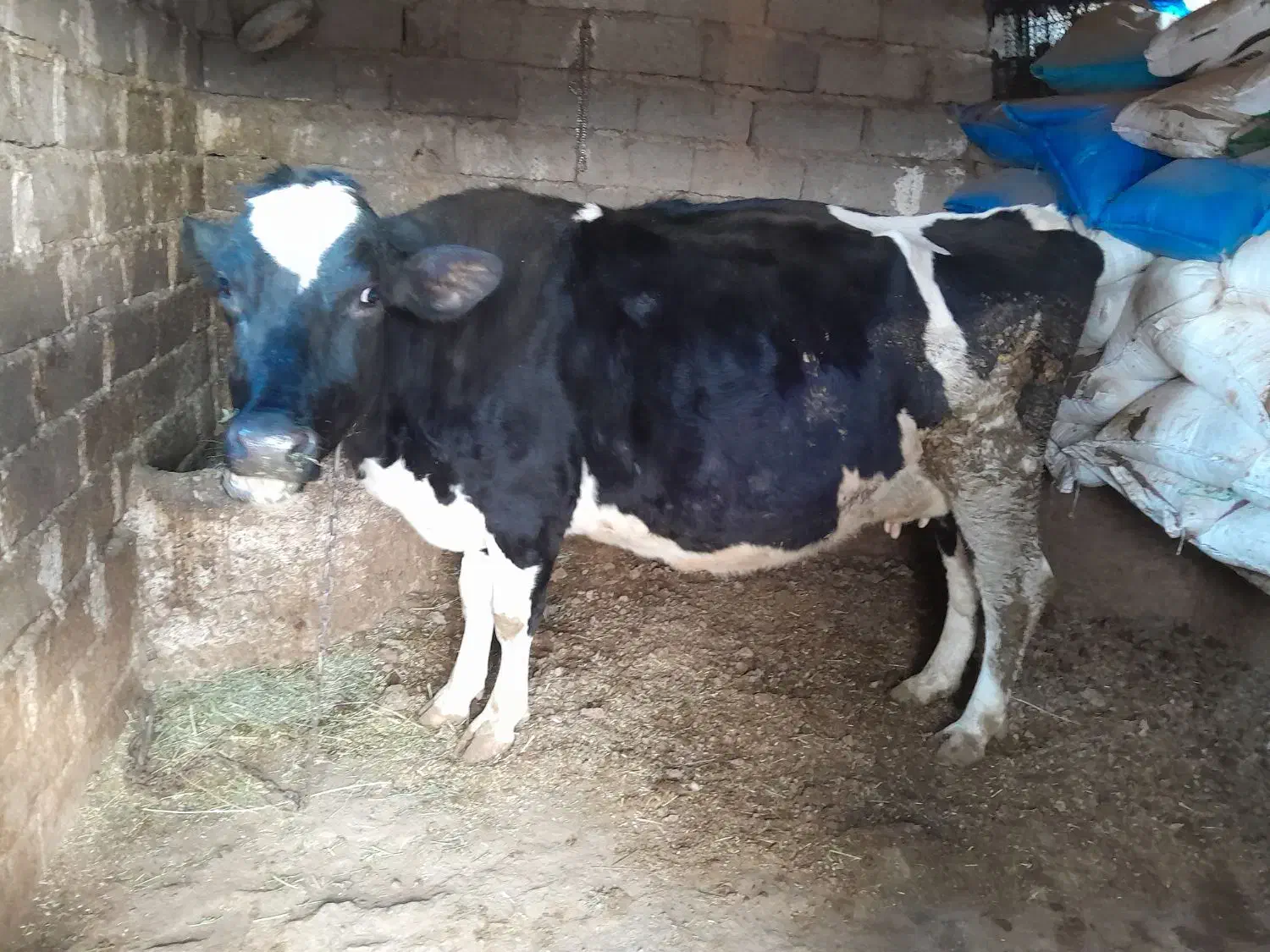 فروش گاو ماده|حیوانات مزرعه|ماهنشان, |دیوار
