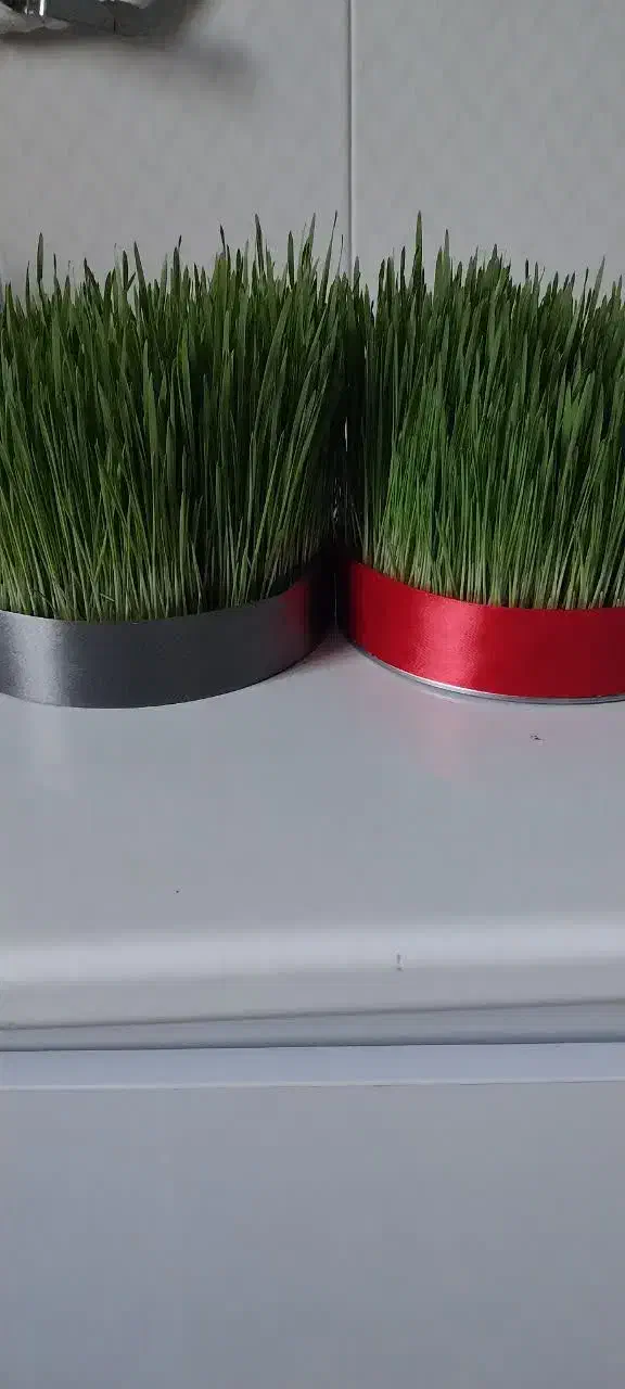 سبزه و جاشمعی|گل و گیاه طبیعی|خرم‌آباد, |دیوار