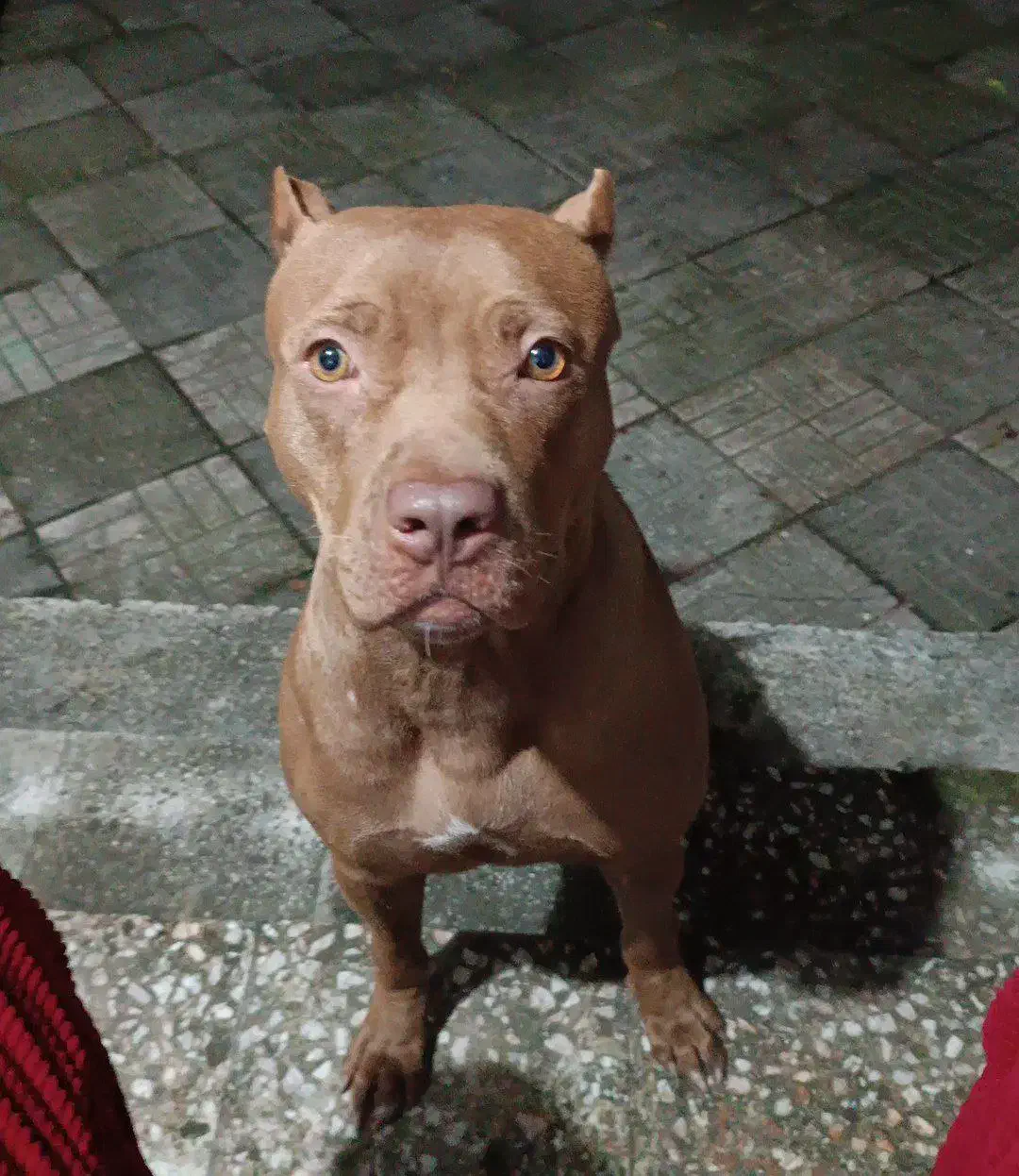 فروش سگ|سگ|چالوس, |دیوار