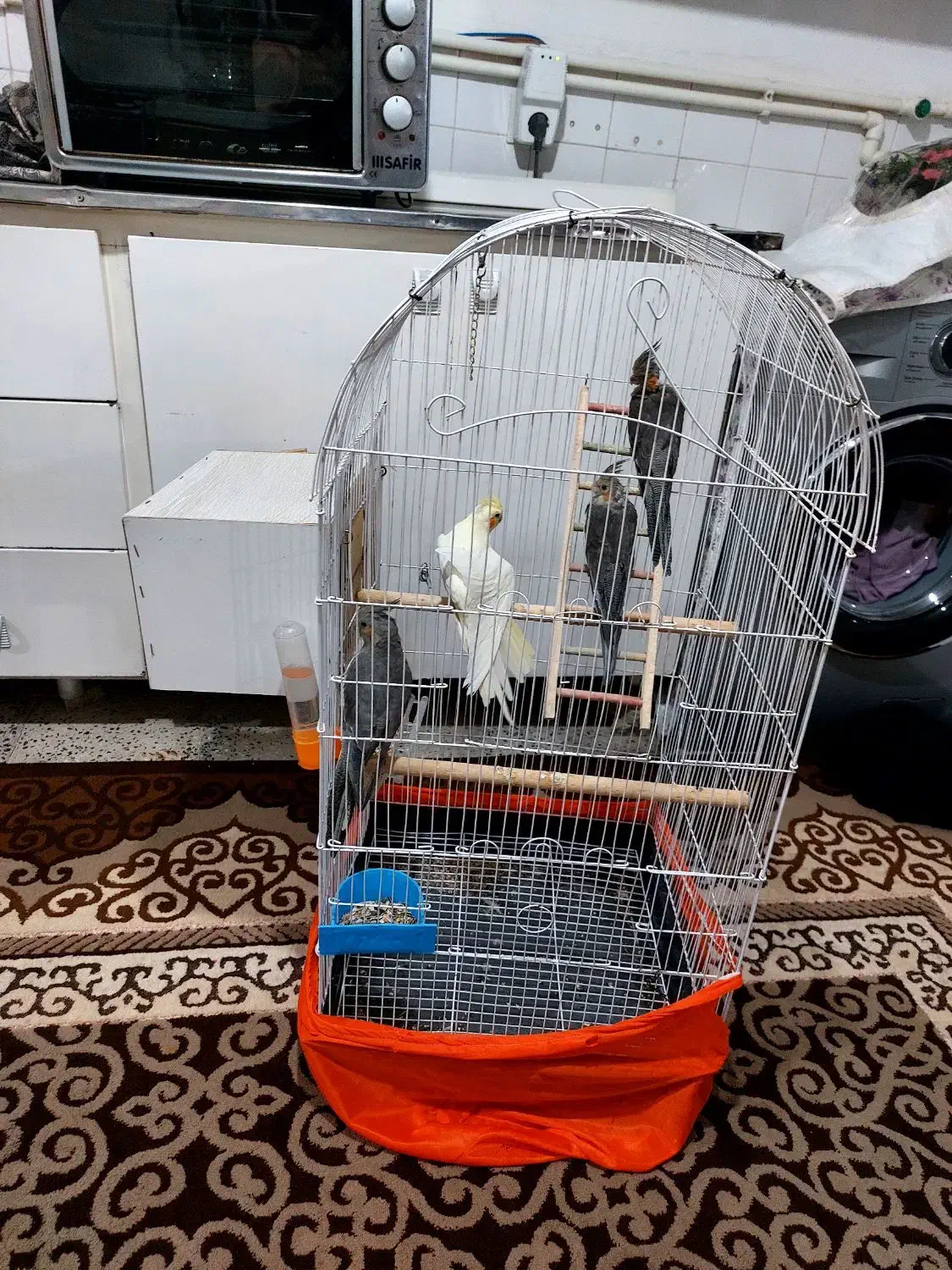 ۳عدد طوطی همراه باقفس لانه|پرنده|بانه, |دیوار