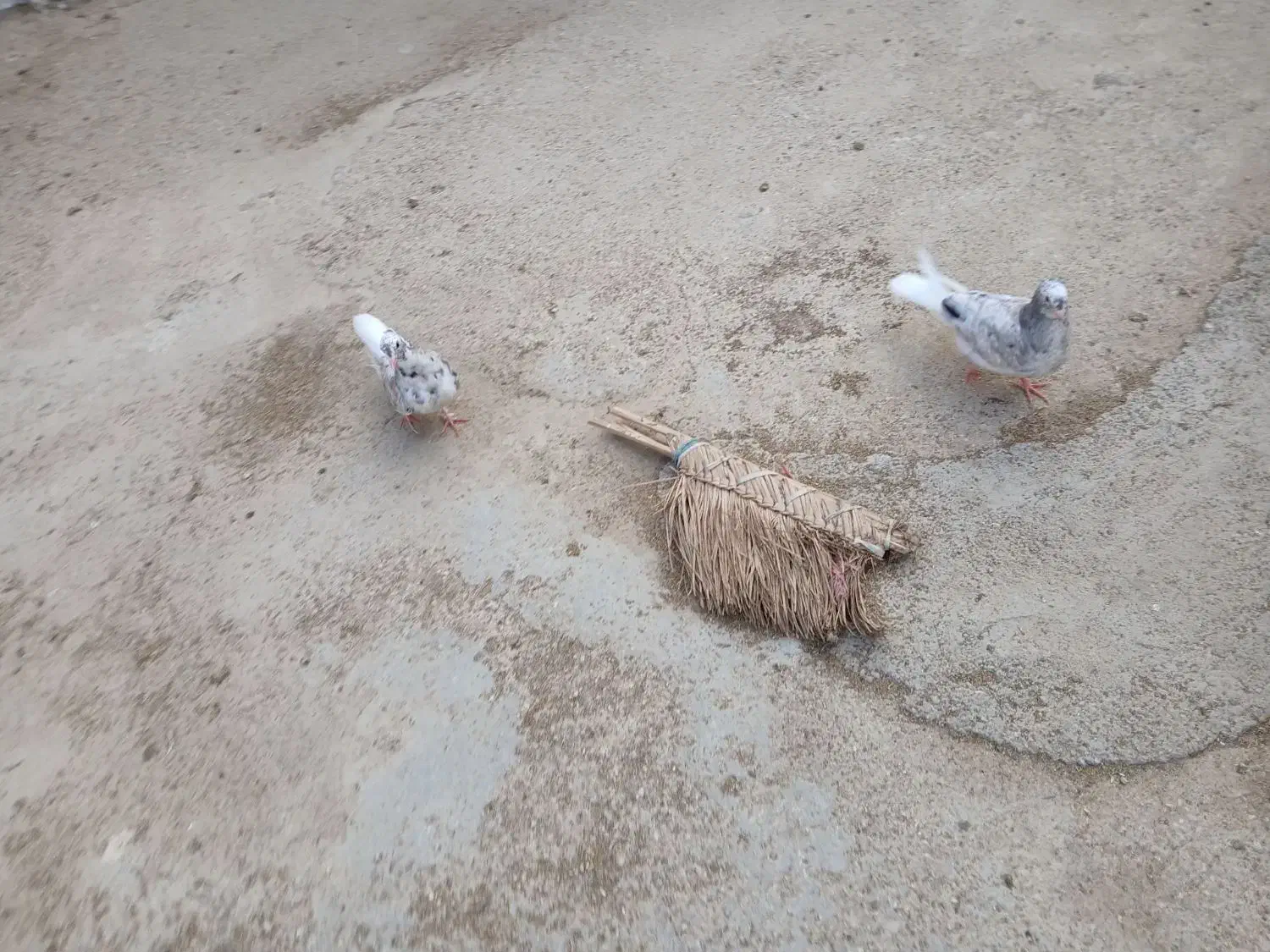 کبوتر|پرنده|اهواز, زرگان|دیوار