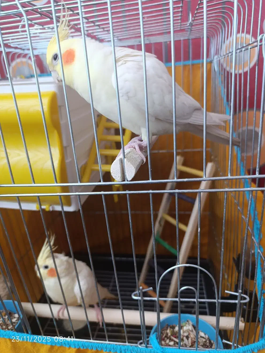 طوطی عروس هلندی|پرنده|محمدیه-قزوین, |دیوار