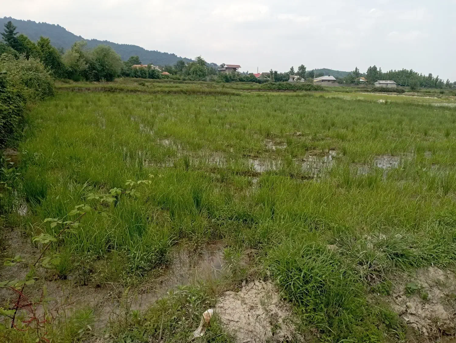 زمین مناسب سرمایهگذاری|فروش زمین و ملک کلنگی|قنوات, |دیوار