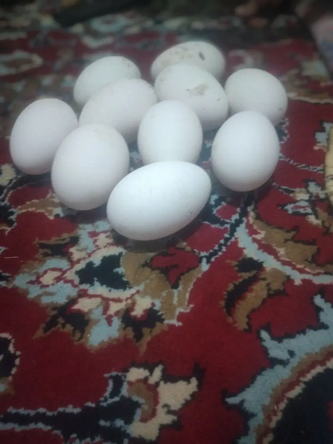 تخم غوغاز|حیوانات مزرعه|نیمروز, |دیوار