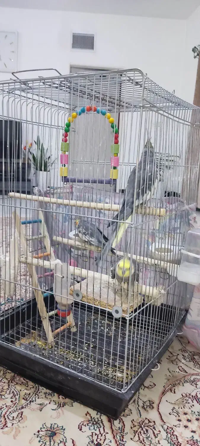 عروس هلندی|پرنده|رزن, |دیوار