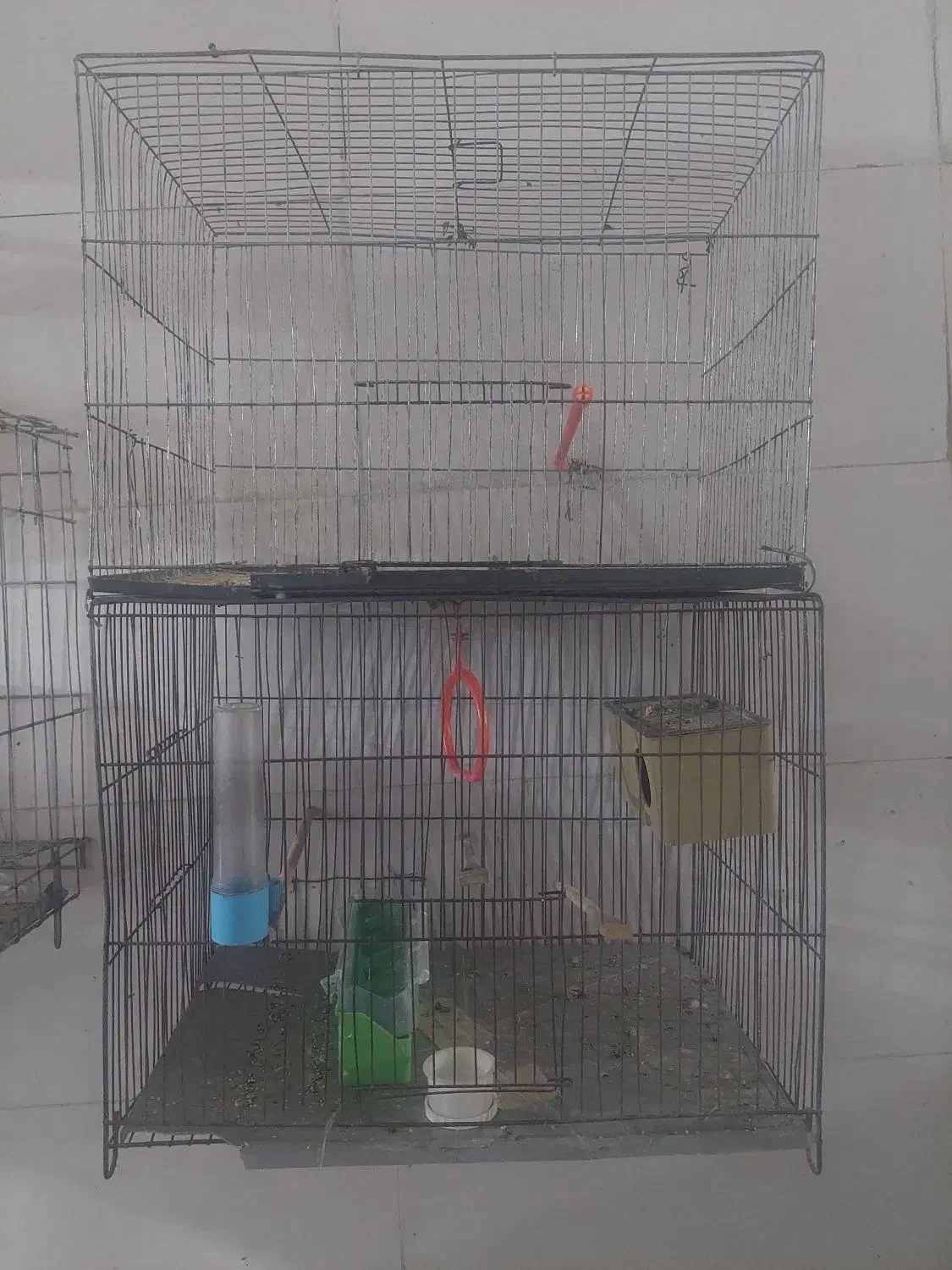 فنچ نرگسی مولد|پرنده|شوش, |دیوار