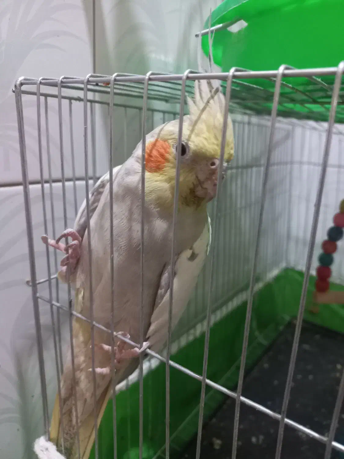 عروس هلندی جفت نرو ماده|پرنده|اصفهان, قهاب جنوبی|دیوار