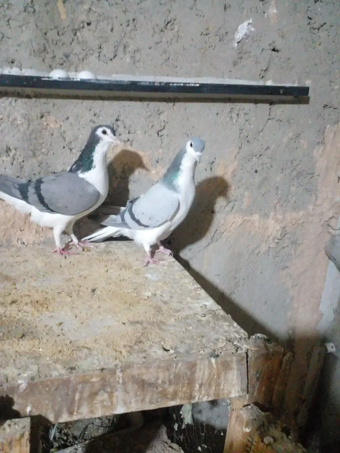 دمگیر جفتی گچی وسیاپشت وپلاکی اصل سبز دوخط|پرنده|برخوار, |دیوار