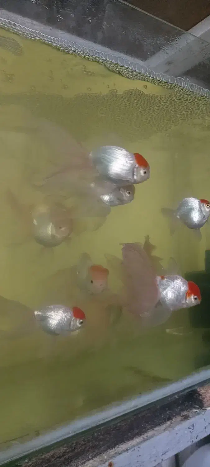 ماهی گلدفیش ردکپ مولد|ماهی|نوشهر, |دیوار