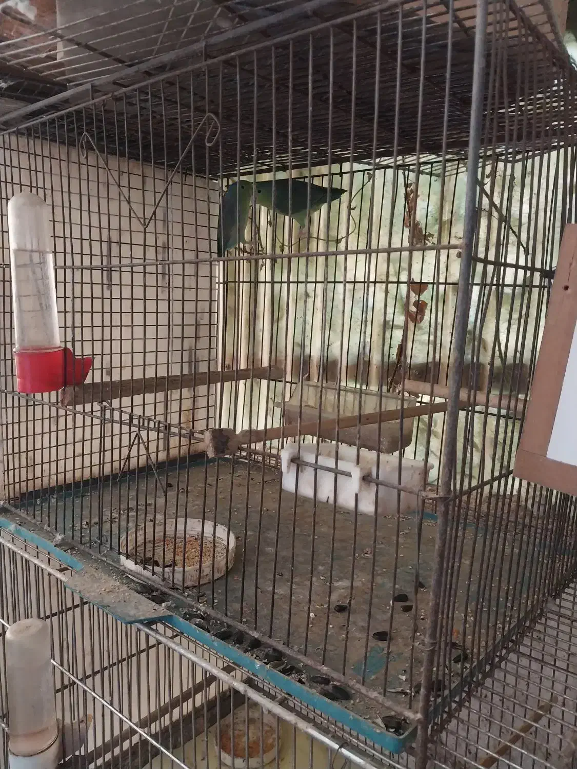 فروش یک جفت پروتلت جوان سبز رنگ|پرنده|آمل, |دیوار