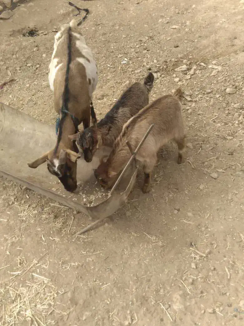 بز دوقلو زا ب همراه دوتا بزغاله|حیوانات مزرعه|فریدونشهر, |دیوار