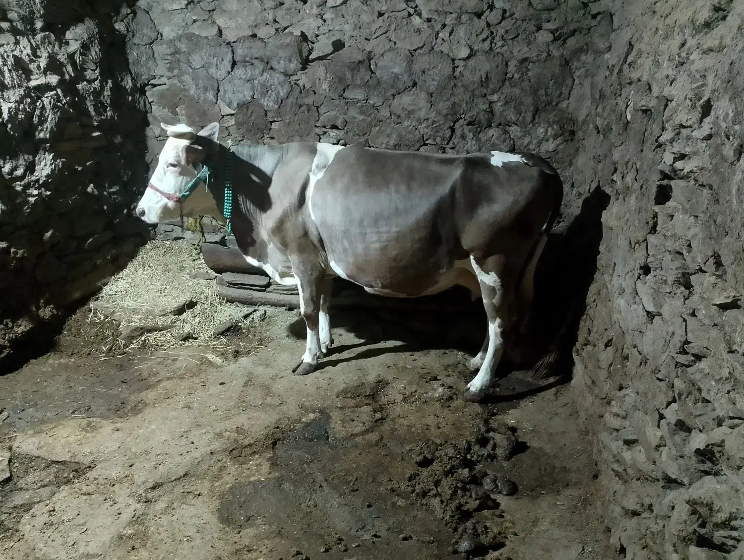 فروش گاو شیری سویسی|حیوانات مزرعه|کلاترزان, |دیوار