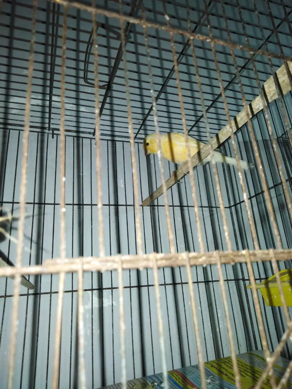 قناری|پرنده|ساری, |دیوار