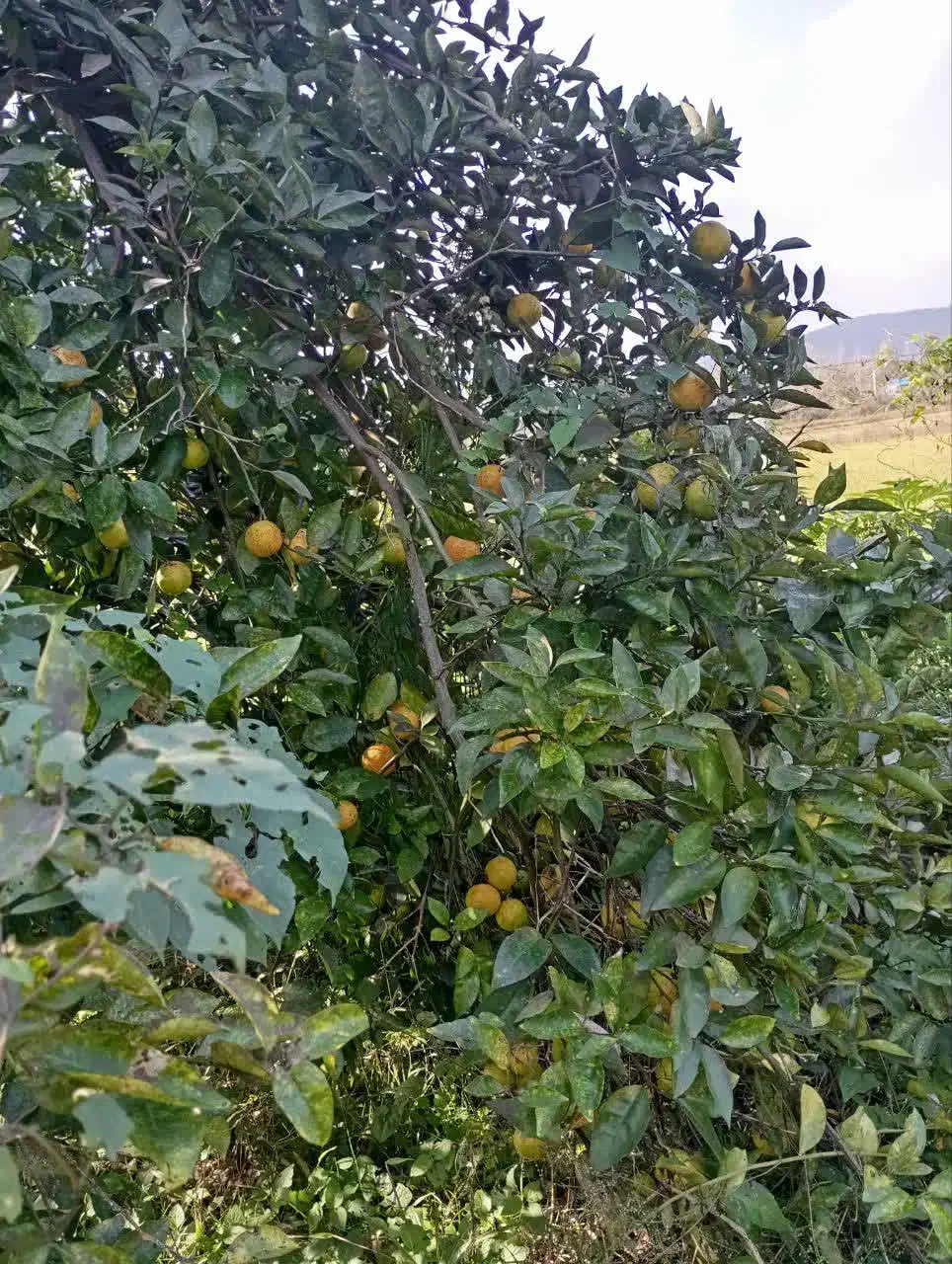 پرتقال محلی|خوردنی و آشامیدنی|رشت, پارک شهر|دیوار