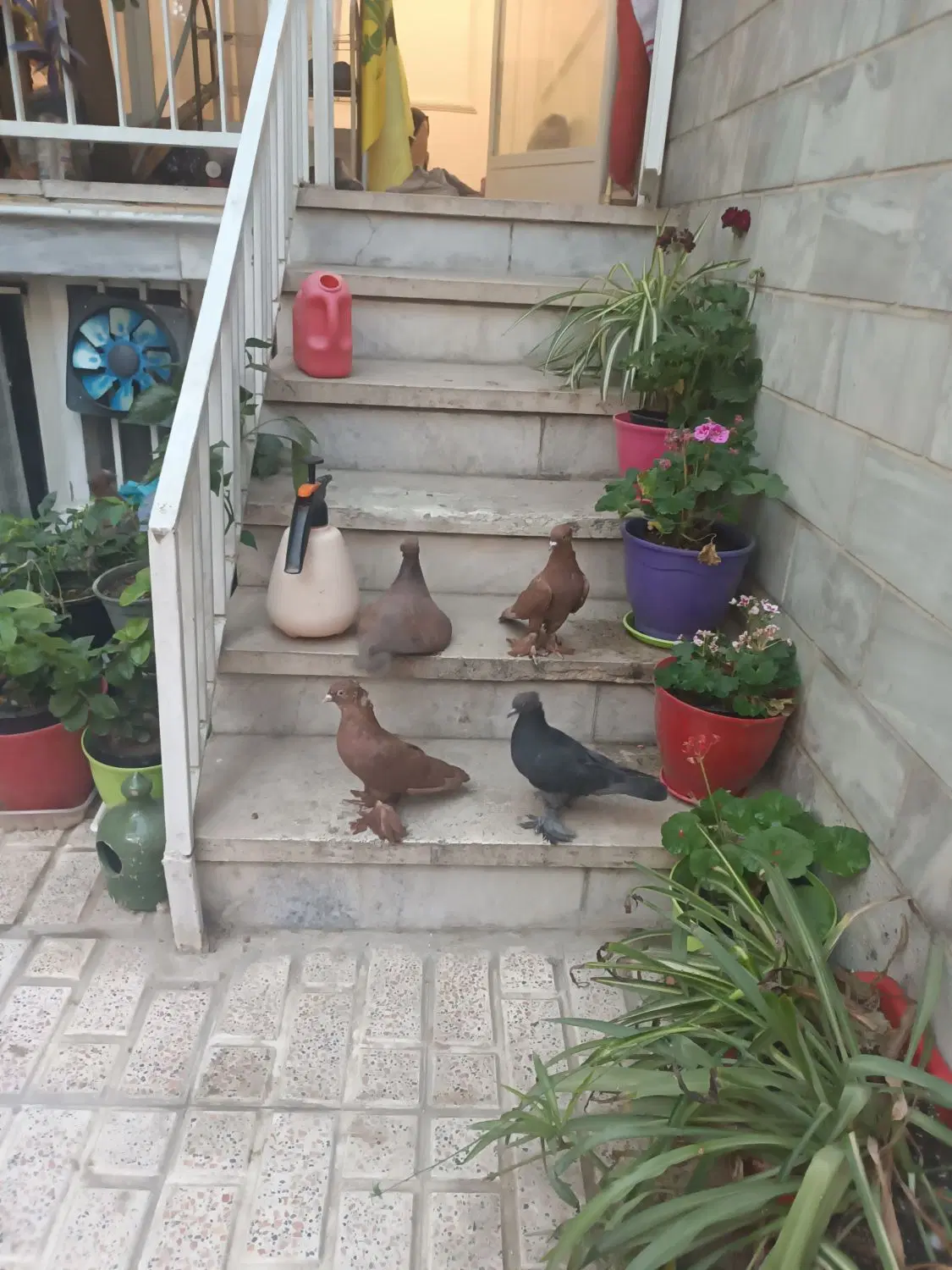 کبوتر راعبی|پرنده|تهران, فدک|دیوار
