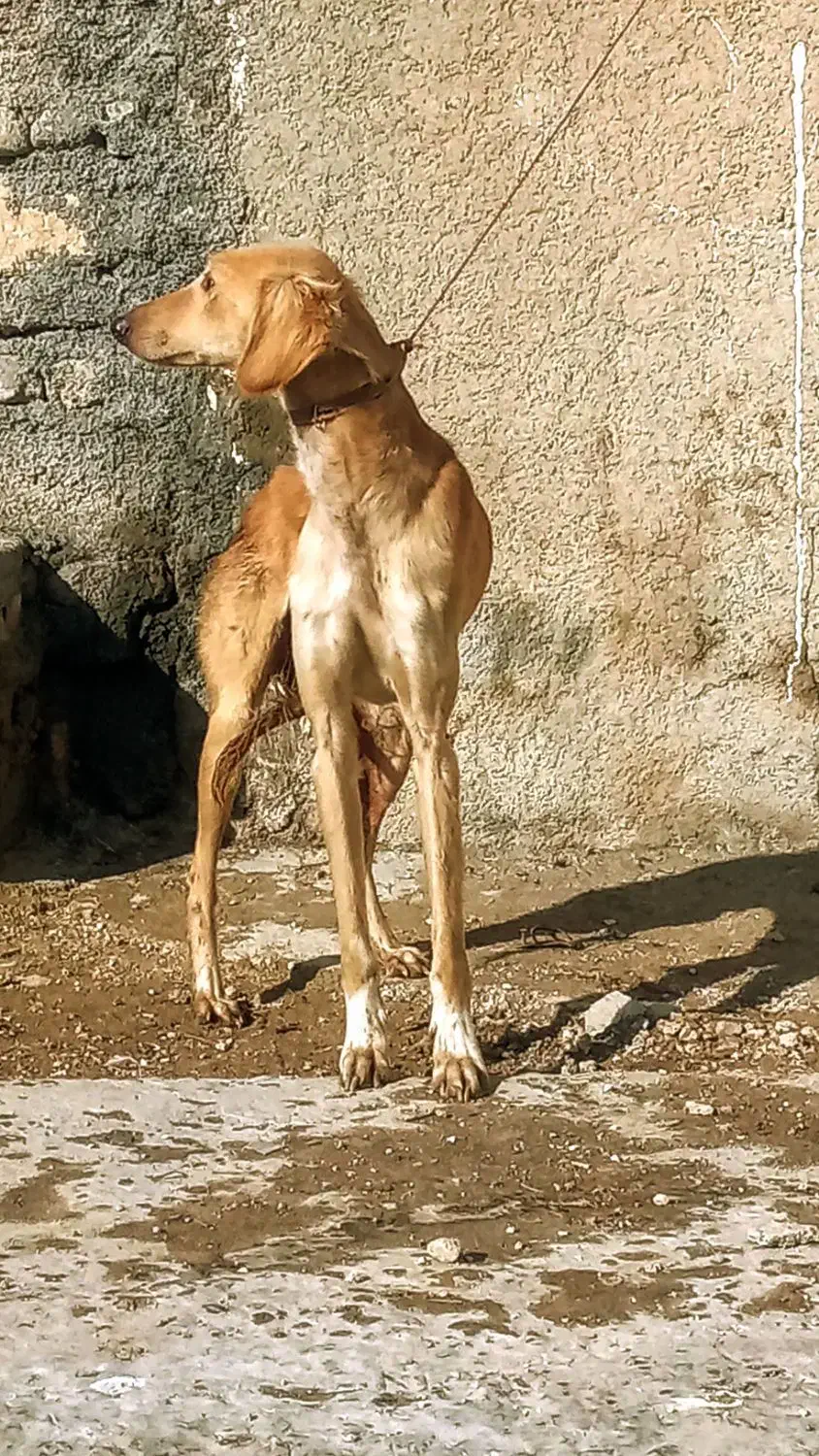 سگ تازی|سگ|ماهیدشت, |دیوار