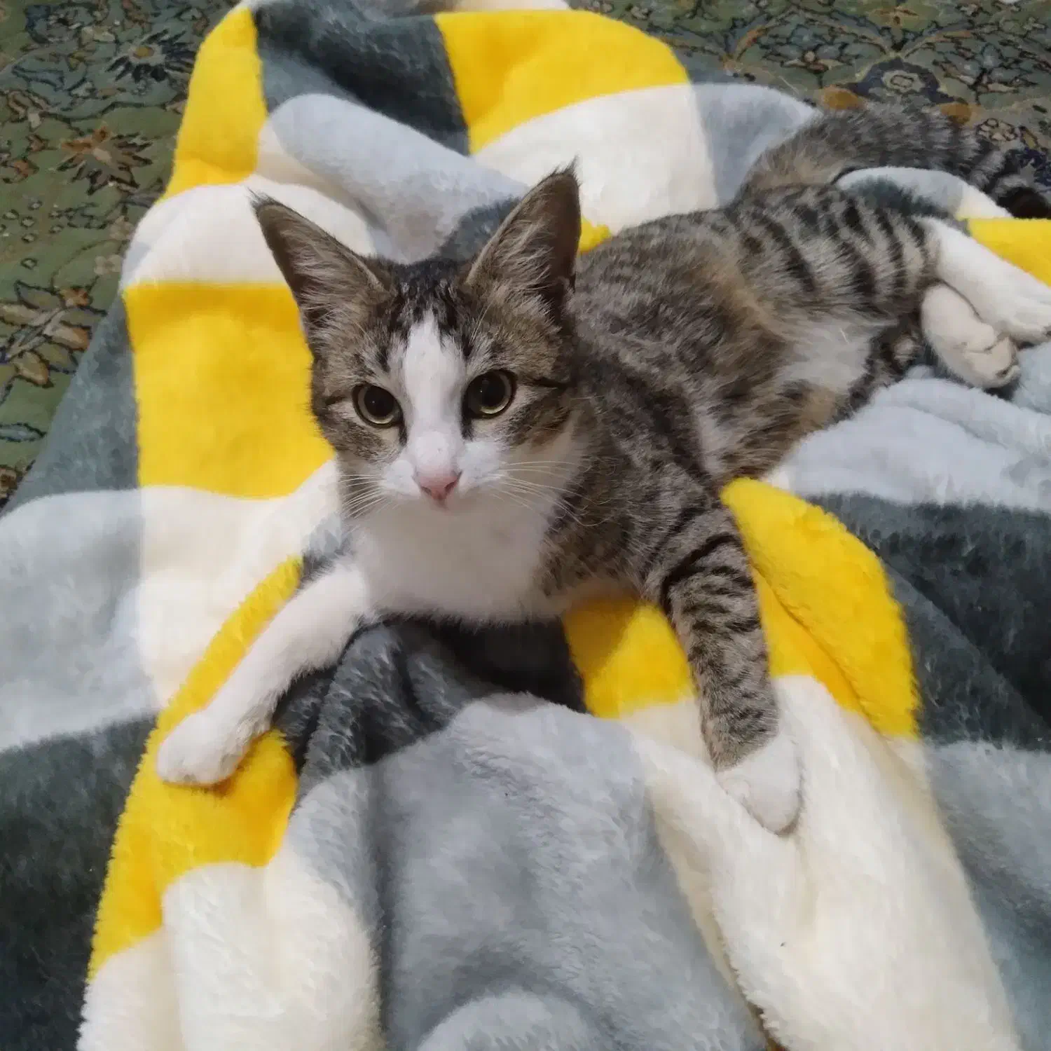 گربه خانگی|گربه|کلاله, |دیوار