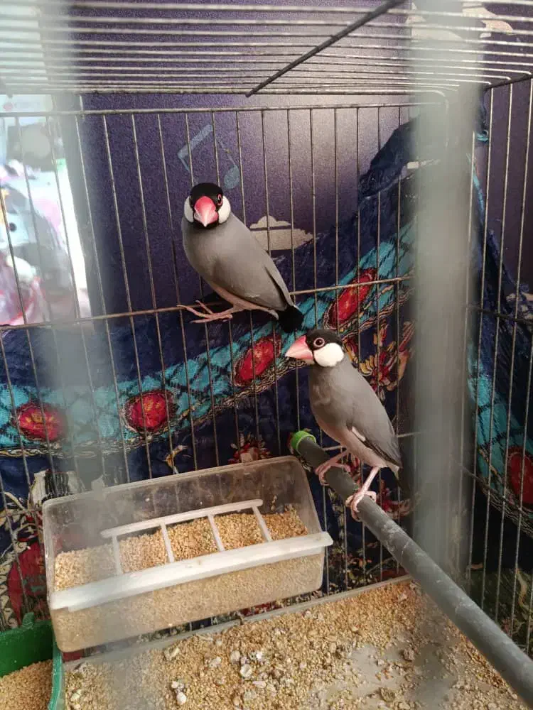 فنج نرگسی|پرنده|شیراز, سیاه سنگ|دیوار